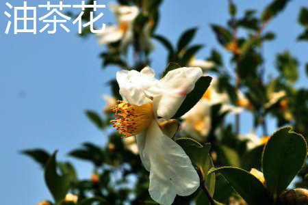 Camellia oleifera flower