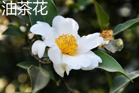 Camellia oleifera flower