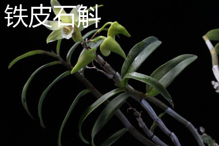 Dendrobium candidum