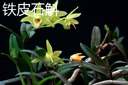 Dendrobium candidum