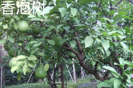 Fragrant bubble tree