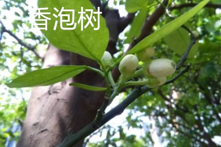 Fragrant bubble tree