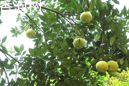 Fragrant bubble tree