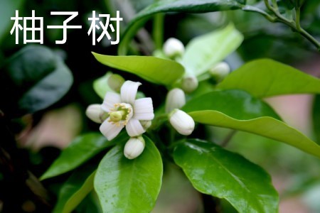 Fragrant bubble tree