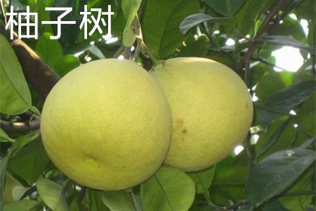 Grapefruit tree