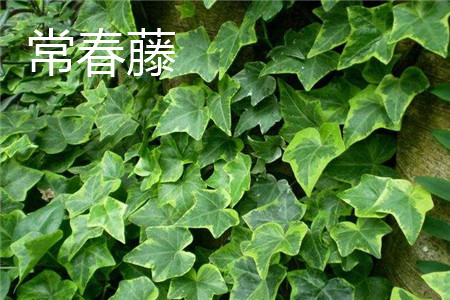 Ivy leaf