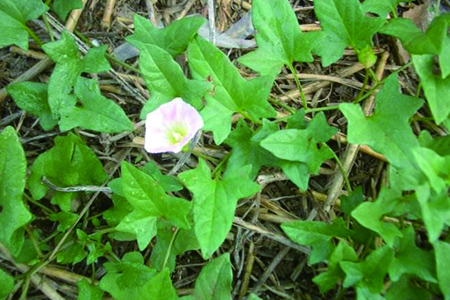 Calystegia hederacea