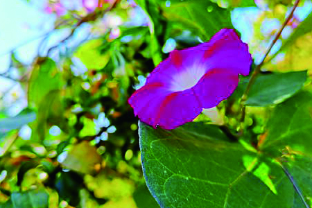 Calystegia hederacea