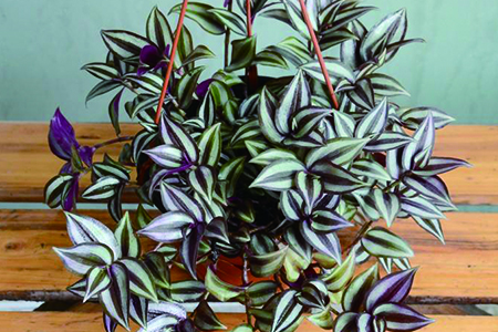 wandering jew