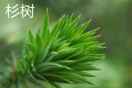 China fir