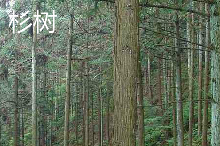 China fir