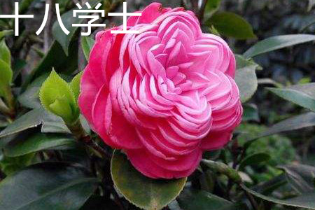 Eighteen bachelor Camellia