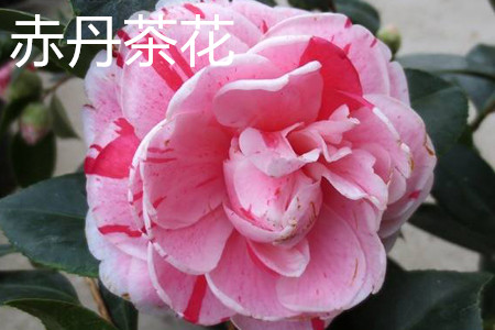 Chidan Camellia