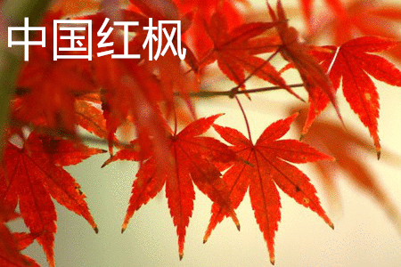 Chinese red maple