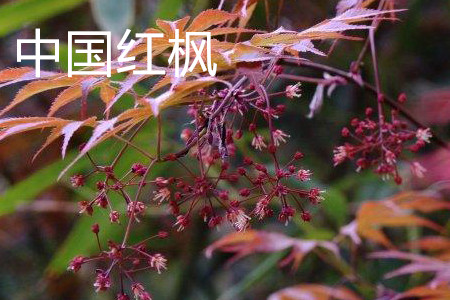 Chinese red maple