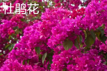 Rhododendron