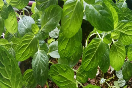 Coriander