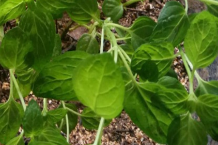 Coriander