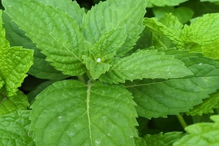 Coriander