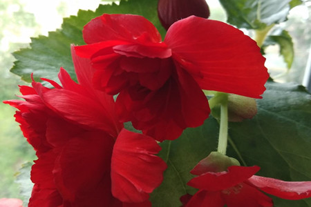 Couple Begonia