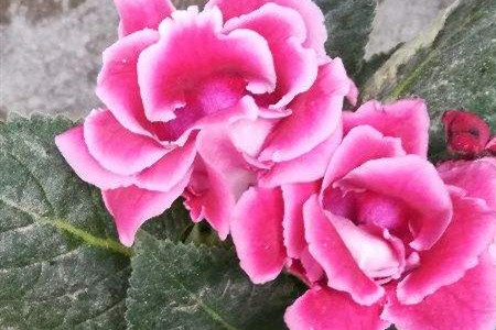 Rieger Begonia