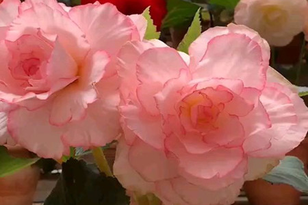 Begonia tuberous 