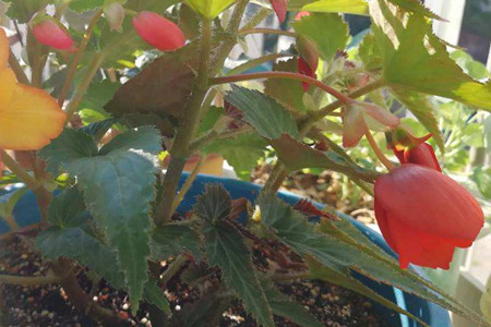 Begonia tuberous 