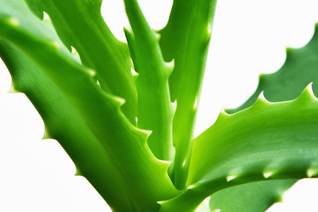 aloe