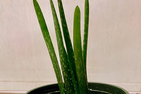 Chinese aloe