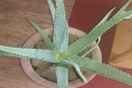 Aloe Vera