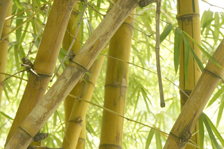 black bamboo