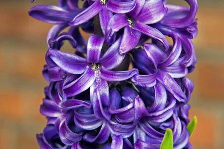 Hyacinth