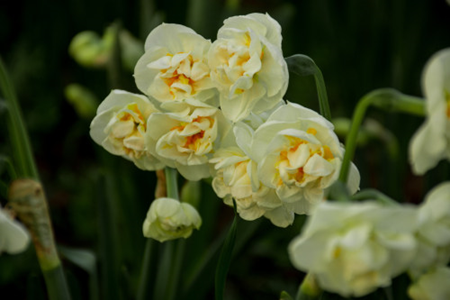 narcissus