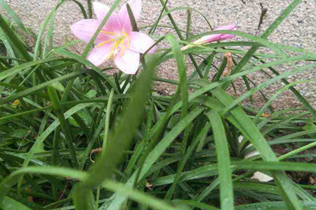 Zephyranthes grandiflora