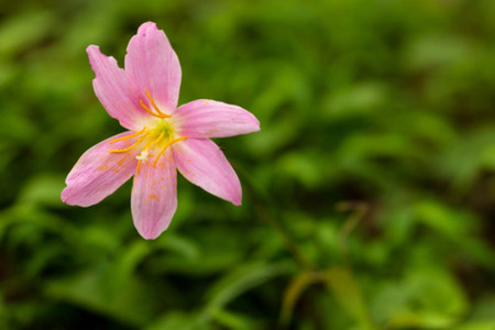 Zephyranthes grandiflora