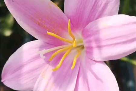 Zephyranthes grandiflora