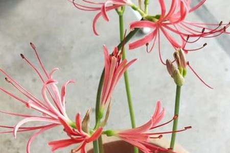 Lycoris radiata