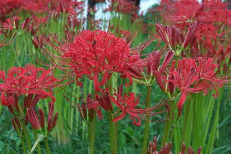 Lycoris radiata