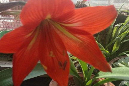 amaryllis