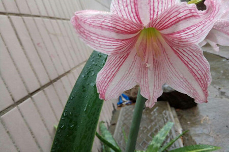 amaryllis