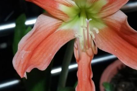 amaryllis