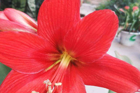 amaryllis