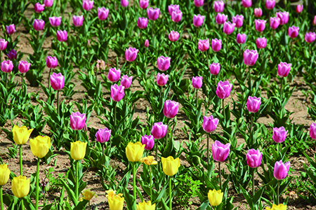 tulips