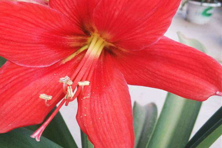 amaryllis