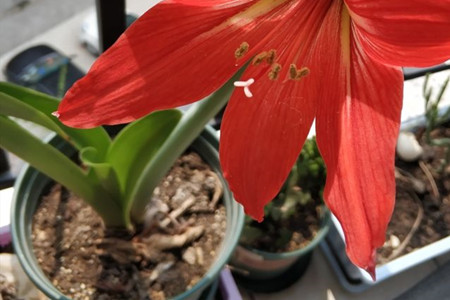 amaryllis