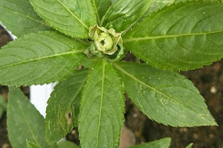 impatiens balsamina 