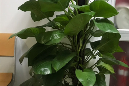 Philodendron