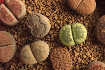 Lithops