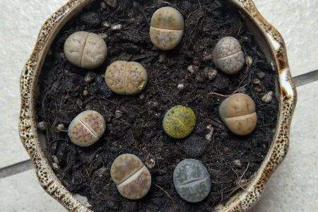 Lithops