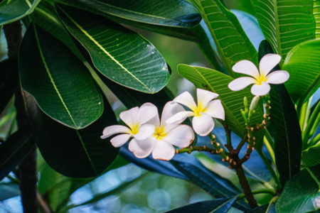 Plumeria rubra